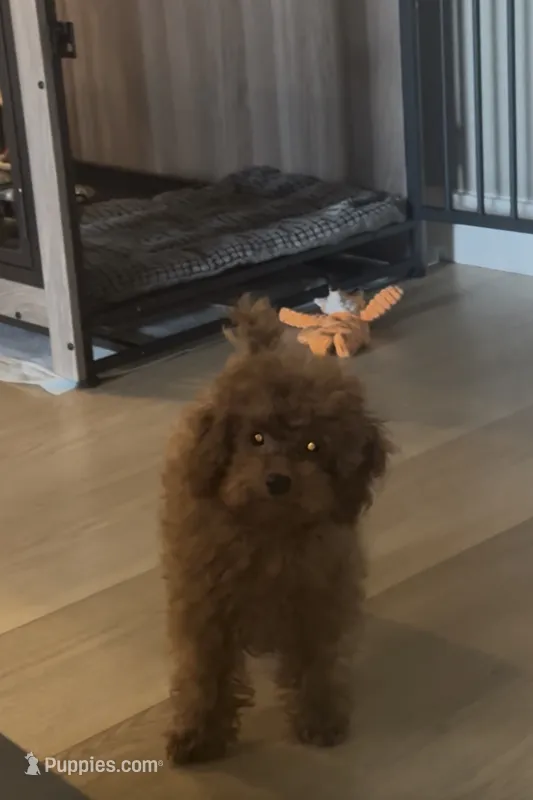 Bentley – Poodle - Toy  puppy for sale in San Jose, CA
