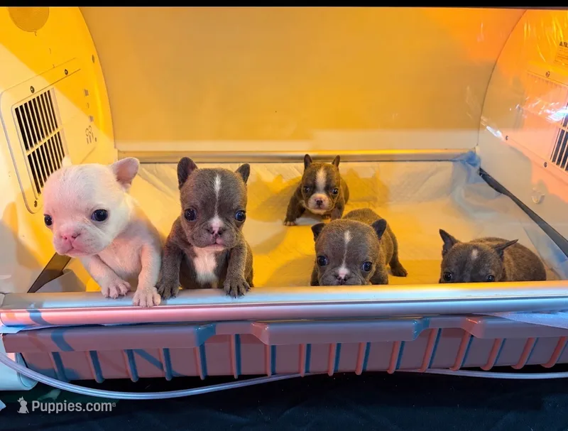 Beauty – French Bulldog puppy for sale in San Jose, CA