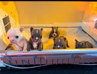 Beauty, a female French Bulldog for sale in San Jose, CA – 1 of 3