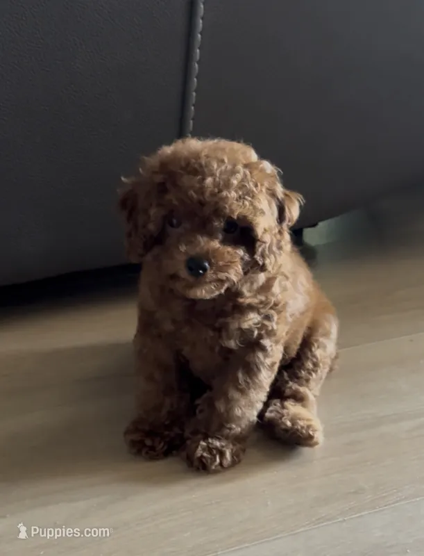 Bentley – Poodle - Toy  puppy for sale in San Jose, CA