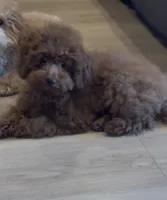 Bentley, a male Poodle - Toy  for sale in San Jose, CA – 3 of 3