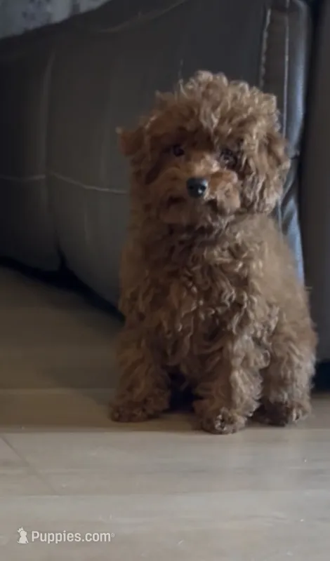 Bentley – Poodle - Toy  puppy for sale in San Jose, CA