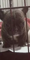 Bluey, a male French Bulldog for sale in San Jose, CA – 1 of 2