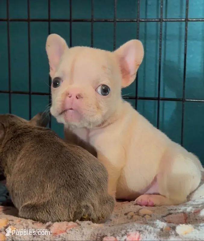 Cream Puff – French Bulldog puppy for sale in San Jose, CA