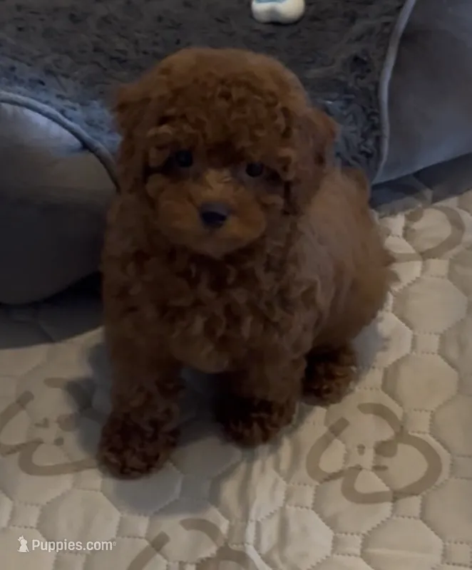Bentley – Poodle - Toy  puppy for sale in San Jose, CA