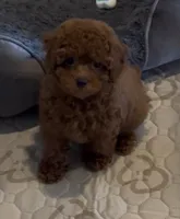 Bentley, a male Poodle - Toy  for sale in San Jose, CA – 2 of 3