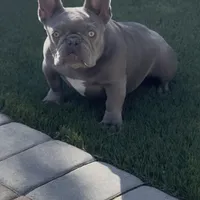 Lola, a female French Bulldog for sale in San Jose, CA – 2 of 2