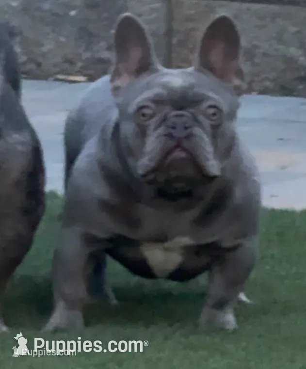 Lola – French Bulldog puppy for sale in San Jose, CA