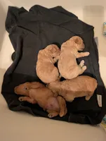 Gyoza , a male Miniature Goldendoodle for sale in Mount Juliet, TN – 2 of 5