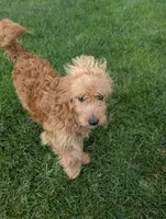 Gyoza , a male Miniature Goldendoodle for sale in Mount Juliet, TN – 6 of 7