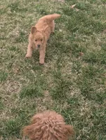Gyoza , a male Miniature Goldendoodle for sale in Mount Juliet, TN – 4 of 5