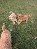Kobe', a male Miniature Goldendoodle for sale in Mount Juliet, TN – 3 of 5
