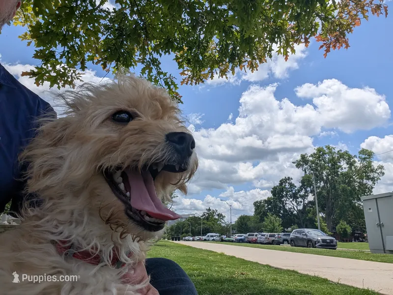 Kobe' – Miniature Goldendoodle puppy for sale in Mount Juliet, TN