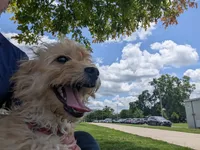 Kobe', a male Miniature Goldendoodle for sale in Mount Juliet, TN – 1 of 5