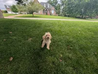 Kobe', a male Miniature Goldendoodle for sale in Mount Juliet, TN – 7 of 7