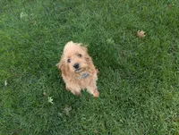 Gyoza , a male Miniature Goldendoodle for sale in Mount Juliet, TN – 7 of 7
