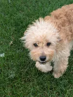 Kobe', a male Miniature Goldendoodle for sale in Mount Juliet, TN – 6 of 7