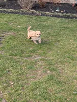 Kobe', a male Miniature Goldendoodle for sale in Mount Juliet, TN – 5 of 5