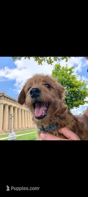 Gyoza  – Miniature Goldendoodle puppy for sale in Mount Juliet, TN