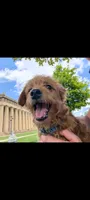 Gyoza , a male Miniature Goldendoodle for sale in Mount Juliet, TN – 1 of 5