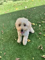Kobe', a male Miniature Goldendoodle for sale in Mount Juliet, TN – 8 of 8