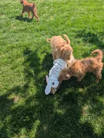 Gyoza , a male Miniature Goldendoodle for sale in Mount Juliet, TN – 5 of 5