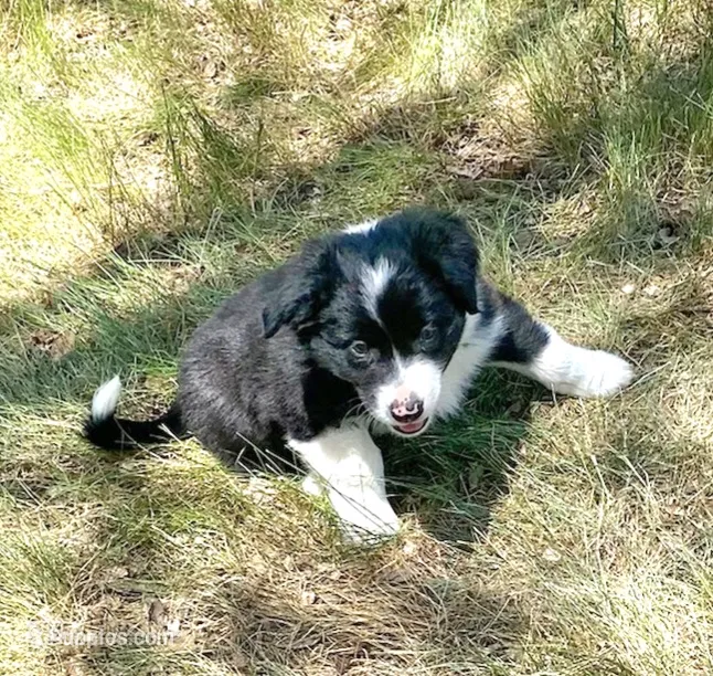 Zeus – Australian Shepherd, Border Collie puppy for sale in Cortez, CO