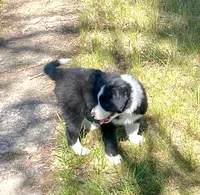 Zinnia, a female Australian Shepherd and Border Collie for sale in Cortez, CO – 2 of 2