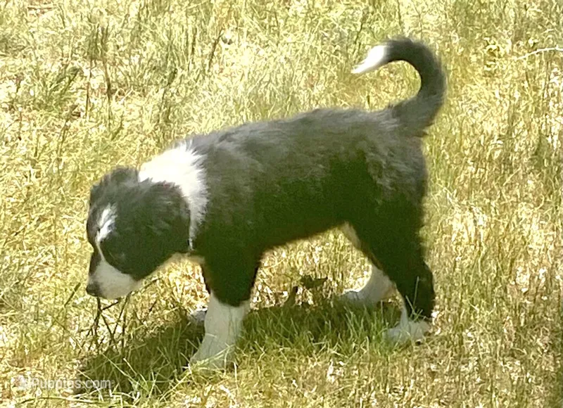 Zinnia – Australian Shepherd, Border Collie puppy for sale in Cortez, CO
