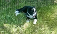 Zeus, a male Australian Shepherd and Border Collie for sale in Cortez, CO – 2 of 2
