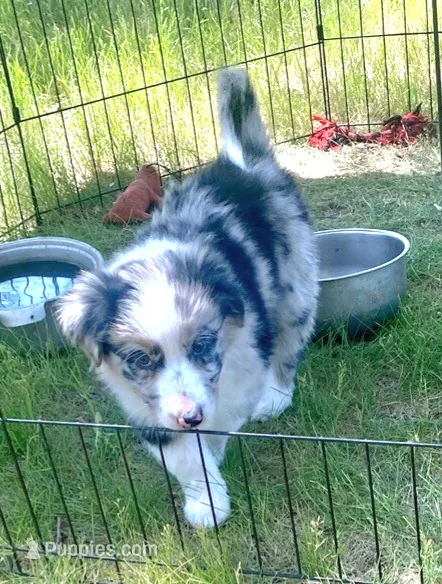 Zane – Australian Shepherd, Border Collie puppy for sale in Cortez, CO
