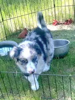 Zane, a male Australian Shepherd and Border Collie for sale in Cortez, CO – 1 of 1