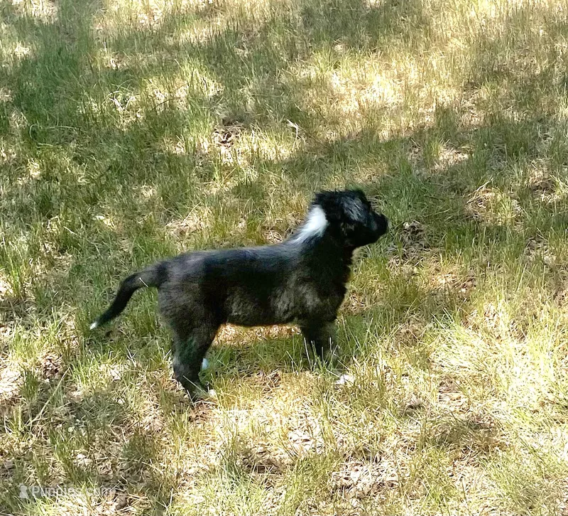 Zeke – Australian Shepherd, Border Collie puppy for sale in Cortez, CO
