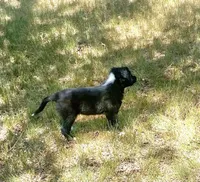 Zeke, a male Australian Shepherd and Border Collie for sale in Cortez, CO – 1 of 1