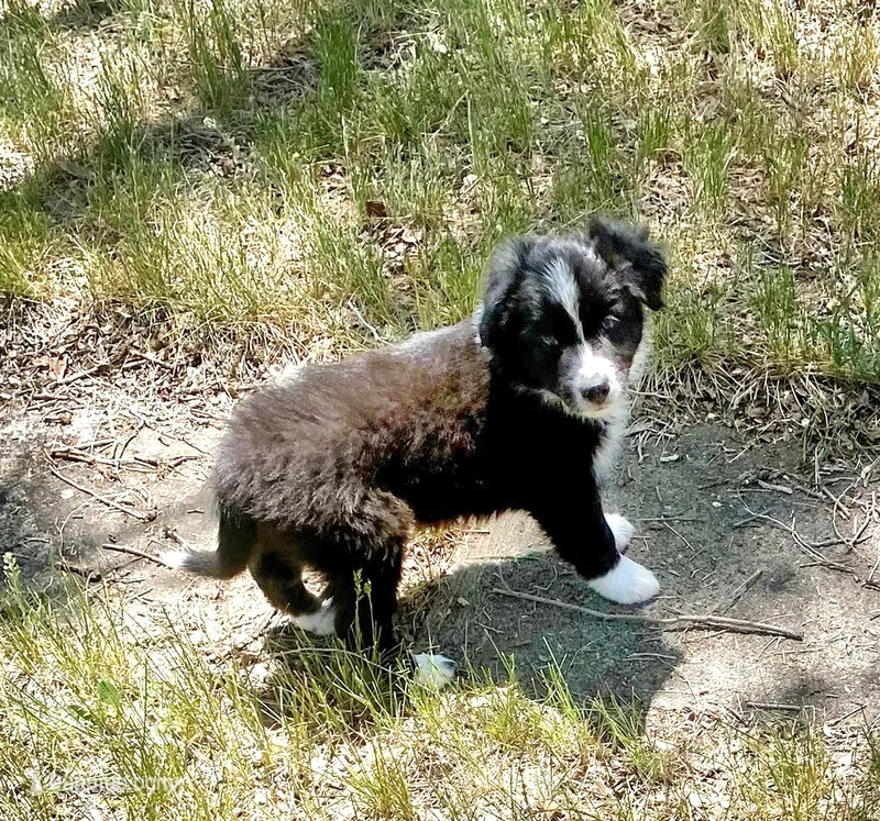 Zelda – Australian Shepherd, Border Collie puppy on hold in Cortez, CO
