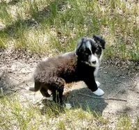 Zelda, a female Australian Shepherd and Border Collie for sale in Cortez, CO – 1 of 1