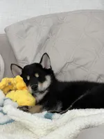 Lumi, a female Shiba Inu for sale in Beverly Hills, CA – Photo 7 of 7