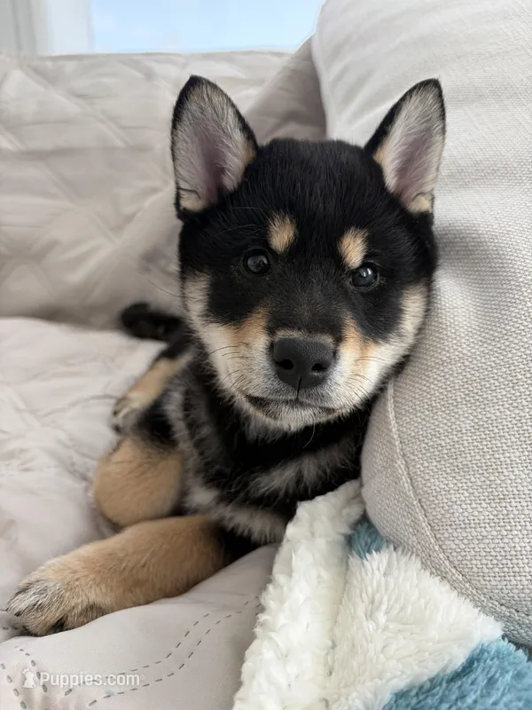 Lumi, a female Shiba Inu for sale in Beverly Hills, CA – Photo 1 of 7