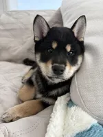 Lumi, a female Shiba Inu for sale in Beverly Hills, CA – Photo 1 of 7