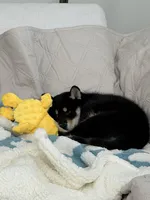 Lumi, a female Shiba Inu for sale in Beverly Hills, CA – Photo 3 of 7