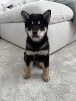 Lumi, a female Shiba Inu for sale in Beverly Hills, CA – Photo 5 of 7