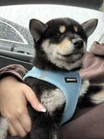 Lumi, a female Shiba Inu for sale in Beverly Hills, CA – Photo 6 of 7