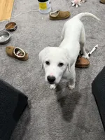 Buster, a male Anatolian Shepherd Dog for sale in Maywood, NJ – Photo 4 of 4