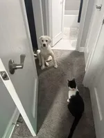 Buster, a male Anatolian Shepherd Dog for sale in Maywood, NJ – Photo 3 of 4