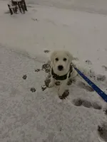 Buster, a male Anatolian Shepherd Dog for sale in Maywood, NJ – Photo 2 of 4