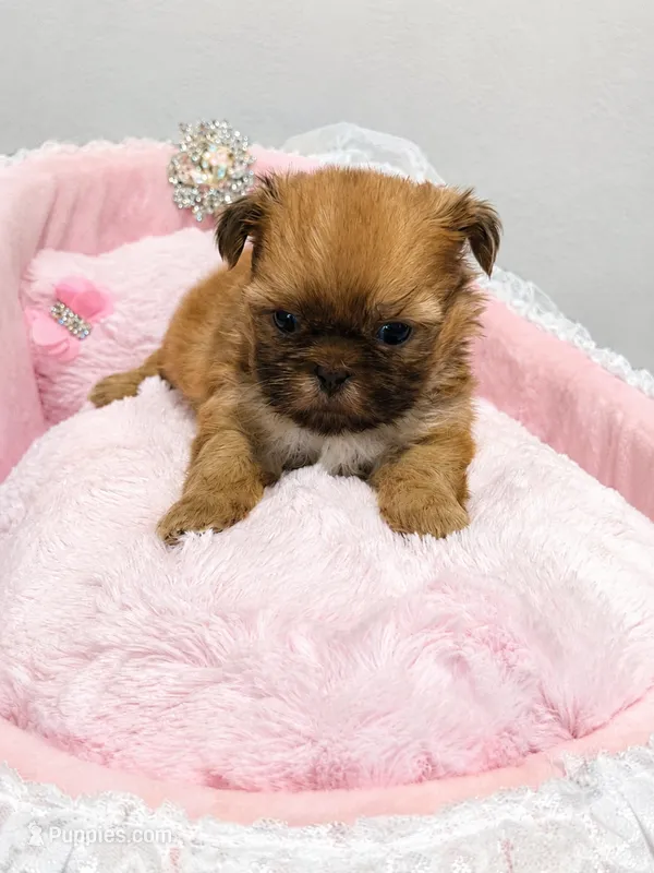 Honey  – Shih Tzu puppy for sale in Orlando, FL