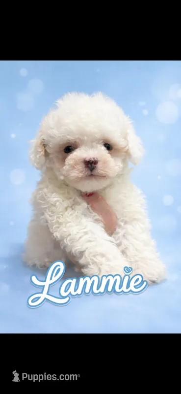 Lammie – Poodle - Toy  puppy for sale in Orlando, FL