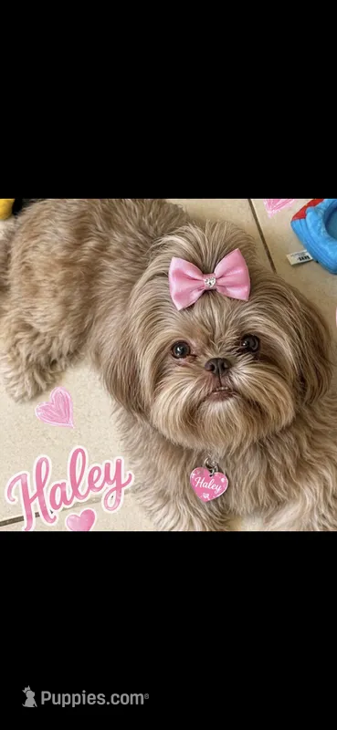 Haley – Shih Tzu puppy for sale in Orlando, FL