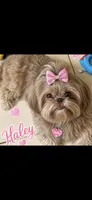 Haley, a female Shih Tzu for sale in Orlando, FL – 1 of 1