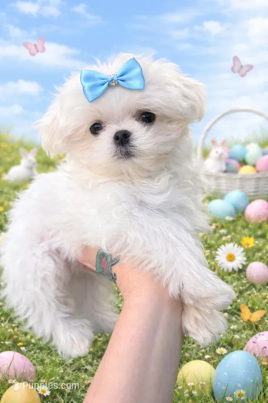 Korean teacup  – Maltese puppy for sale in Orlando, FL